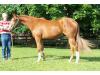 English Tack