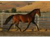 Futurity's Dutchess