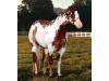 Special Clu/A Special Clu AQHA/APHA Special Clu/A Special Clu AQHA/APHA