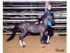 Pony Vistas Curtain Call Pony Vistas Curtain Call