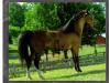 Royaltys Moonraker Royaltys Moonraker