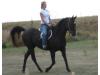 SH Midnite Cowboy SH Midnite Cowboy