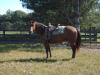 I StrawAZippin Cowboy