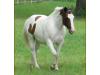 Buddy - Gaited MFT