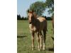 Not One Zippen Spot 2011 Colt Not One Zippen Spot 2011 Colt