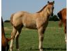 Zipecodes Satin Doll 2011 Filly Zipecodes Satin Doll 2011 Filly