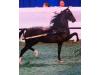 Regal's Sensation LF