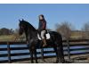 Iente van Hoeve Jacolie Iente van Hoeve Jacolie