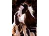 DaVinci- Gypsy Vanner DaVinci- Gypsy Vanner