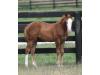 Moonlite Chex Moonlite Chex