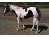 2011 Black & White Tobiano Colt