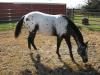 sky hi cowgirl sky hi cowgirl