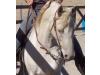 Regency Beholdapalehorse