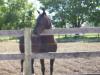 GDT Lengendary Princess