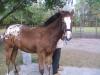 not yet named..eligible for ApHC registry not yet named..eligible for ApHC registry
