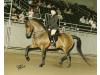 Futurity's Ice Warrior