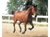 Futurity's Gentelman Jim