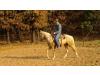Zans Cowboy Legacy