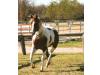 Mr Lineage Mr Lineage