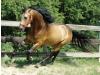 Nashboro Dartanion Nashboro Dartanion