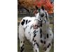 Reference Sire: Hi Tech Cowboy