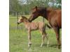 2010 Buckskin Filly