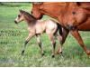 09 AQHA Buckskin Colt 09 AQHA Buckskin Colt