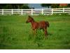 2010 Fair Assets Filly 2010 Fair Assets Filly