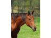 A Good Machine Yearling Filly A Good Machine Yearling Filly