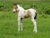 2011 QTs Honey Bun Filly 2011 QTs Honey Bun Filly
