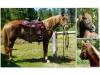 Poppy, has nice foals, broke Poppy, has nice foals, broke