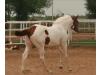 Tobiano Breeze