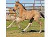 2012 Filly I.D. # 40