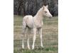 2012 filly I.D. # 51