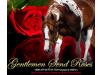 Gentlemen Send Roses Gentlemen Send Roses