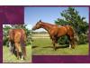 Ms Mauzzy Ms Mauzzy