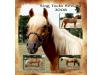 King Tucks Reward King Tucks Reward