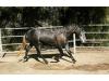 Pegaso CT
