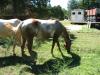 Awe Filly Sweet