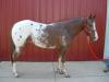 2009 Colt by  Dual-N-Play