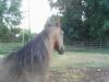 Horses+for+sale+in+nc+under+1000